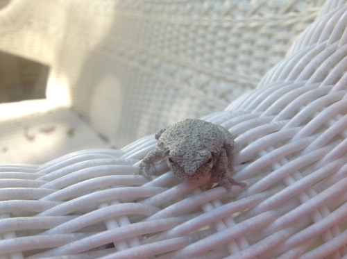 gray treefrog